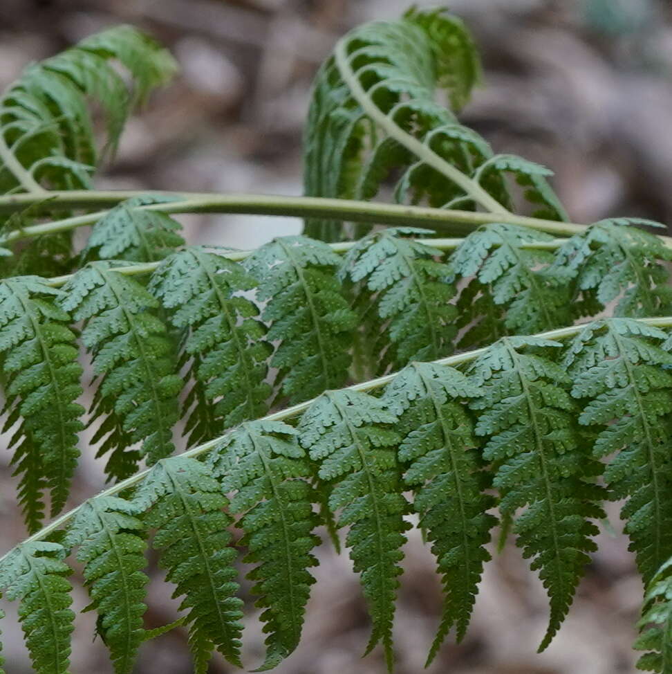 Image of Limp-Leaf Fern