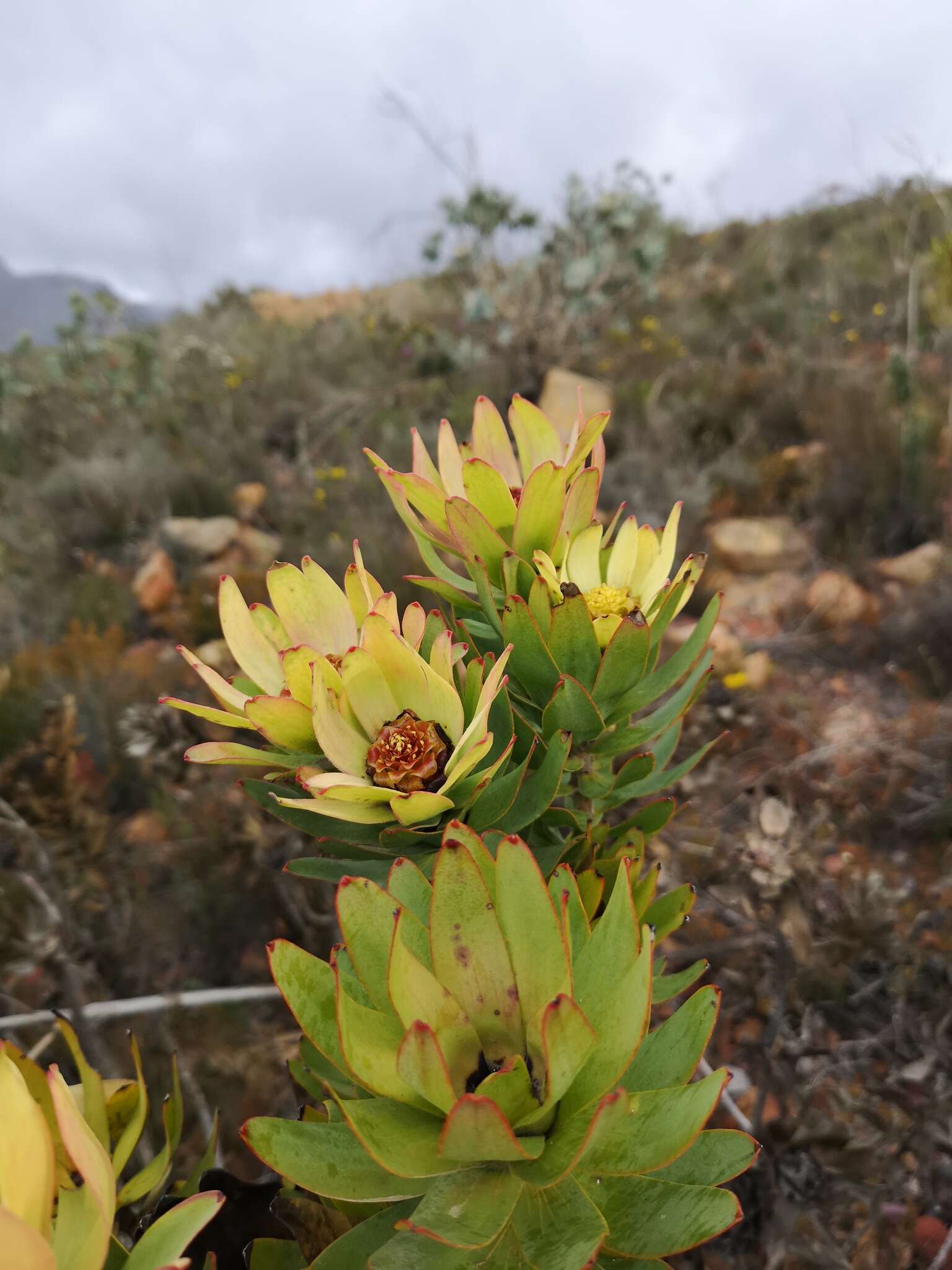 Imagem de Leucadendron burchellii I. J. M. Williams