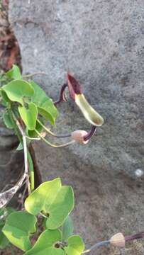 Sivun Aristolochia glossa H. W. Pfeifer kuva