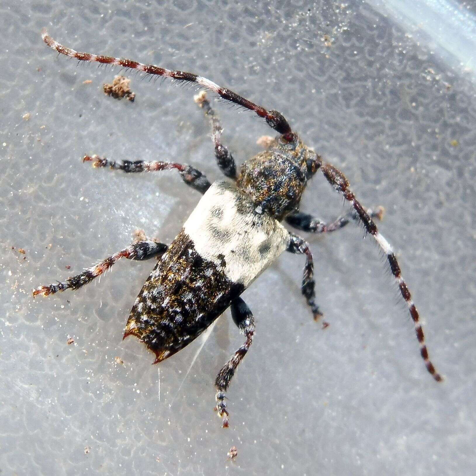 Image of Pogonocherus hispidulus (Piller & Mitterpacher 1783)