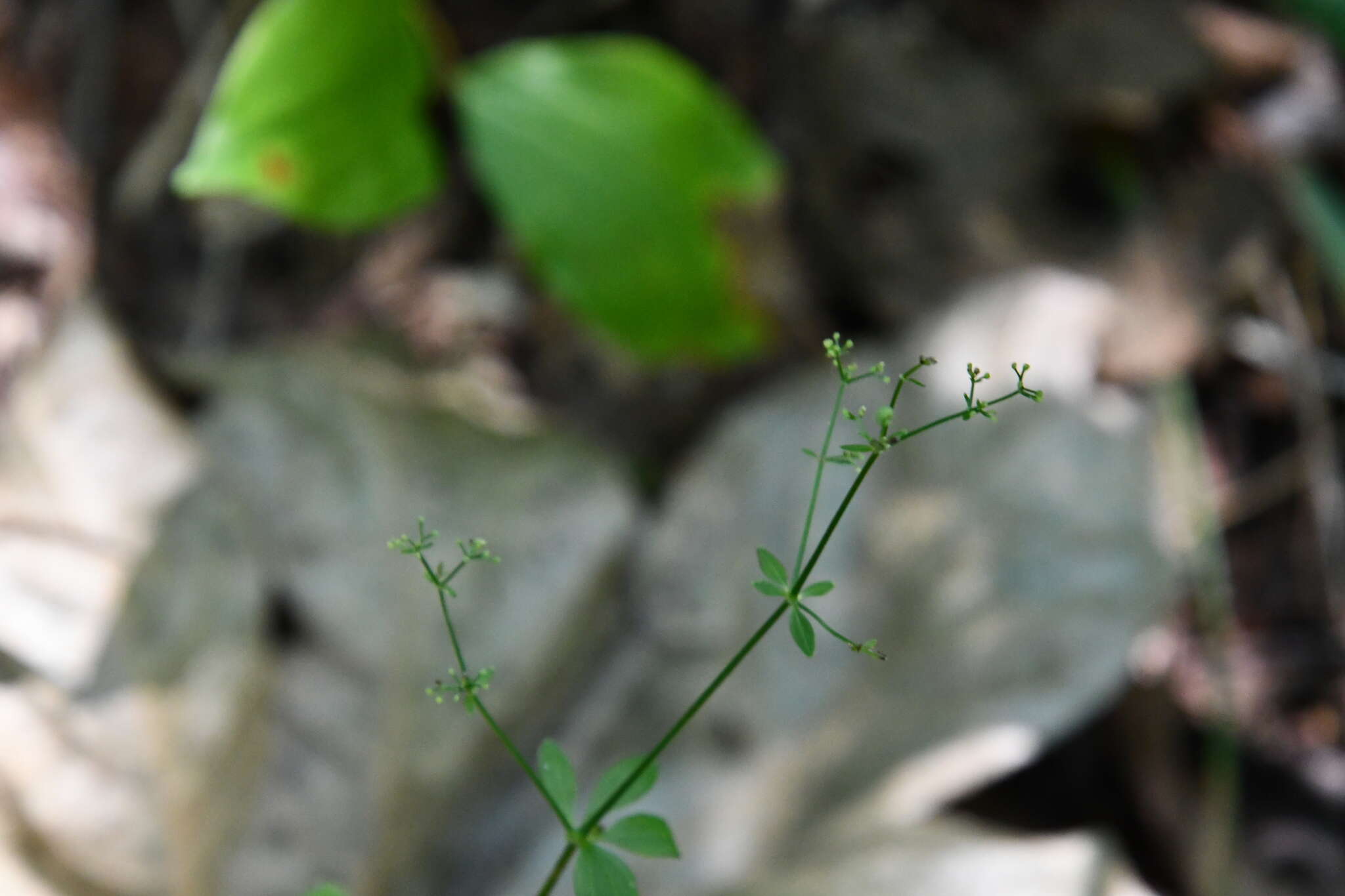 Plancia ëd Galium maximowiczii (Kom.) Pobed.