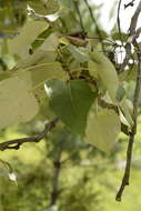 Image of Populus ciliata Wall. ex Royle