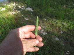 Image of timothy canarygrass