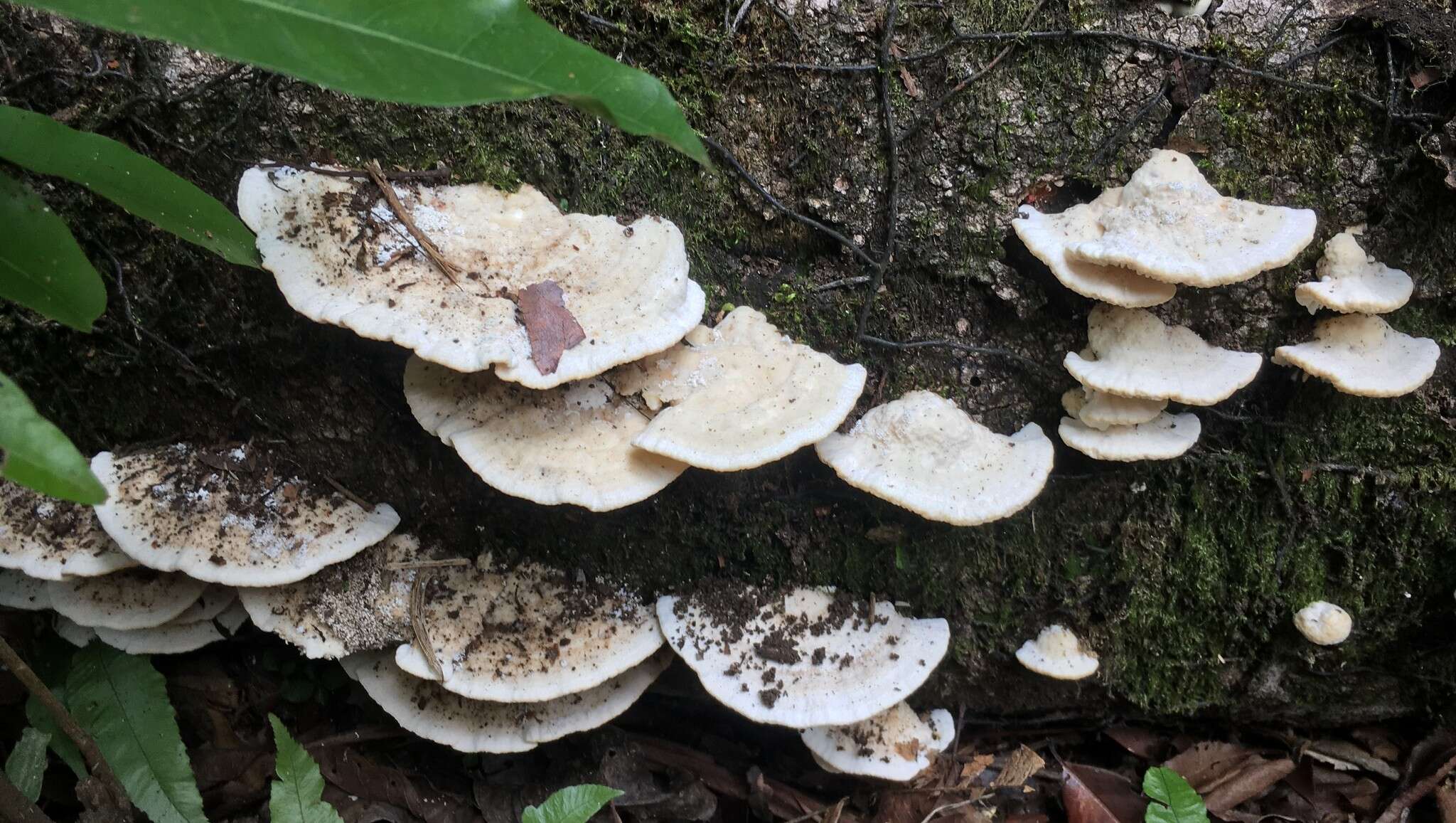 Image of Trametes vespacea (Pers.) Zmitr., Wasser & Ezhov 2012