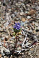 Image of Calistoga pincushionplant