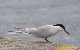 Image of Common Tern