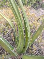 Image of Agave difformis A. Berger