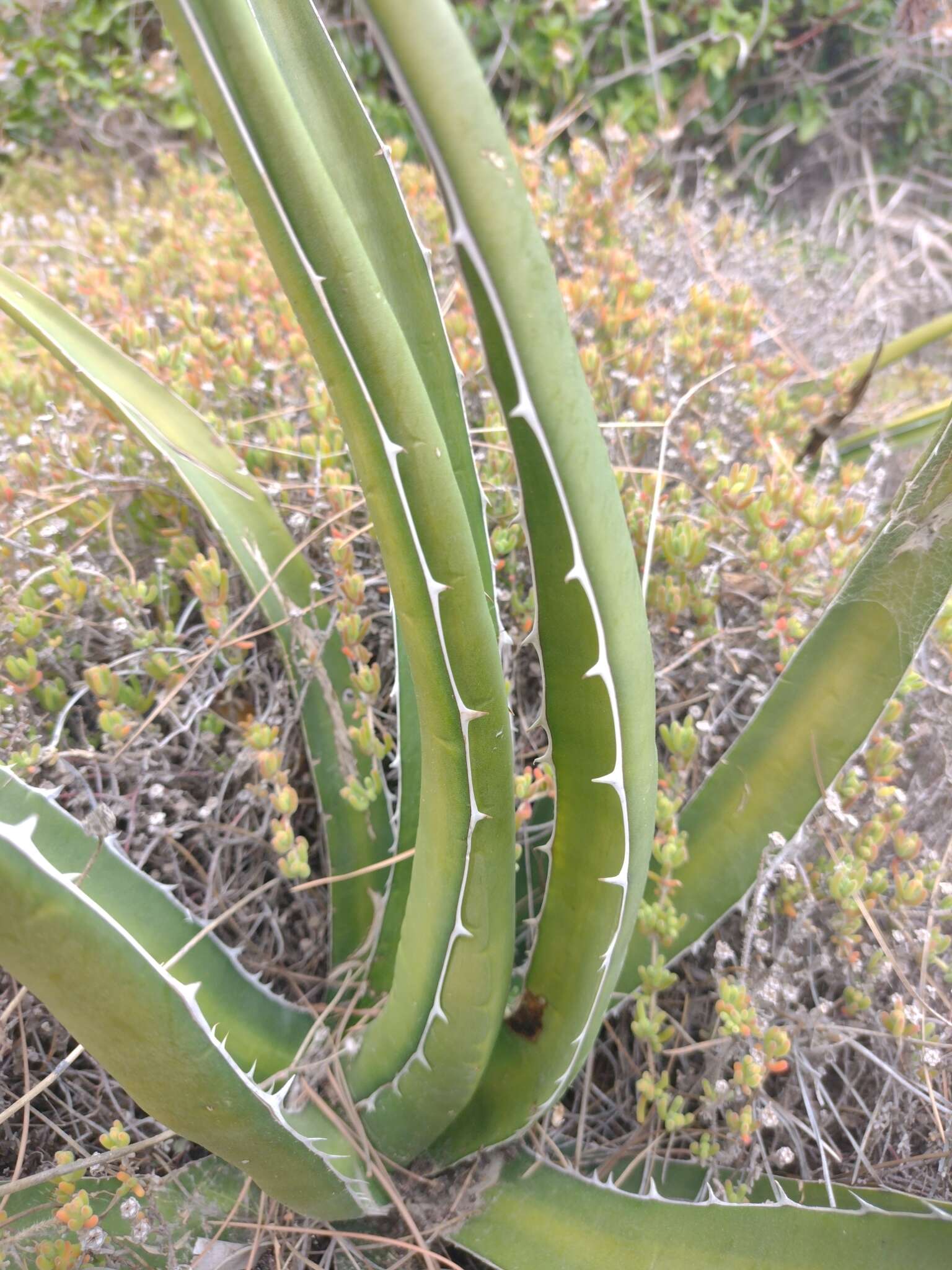 Image of Agave difformis A. Berger