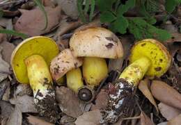 Image of Aureoboletus gentilis (Quél.) Pouzar 1957