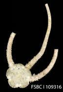 Sivun Ophionereis reticulata (Say 1825) kuva