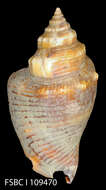 Image of Florida fighting conch