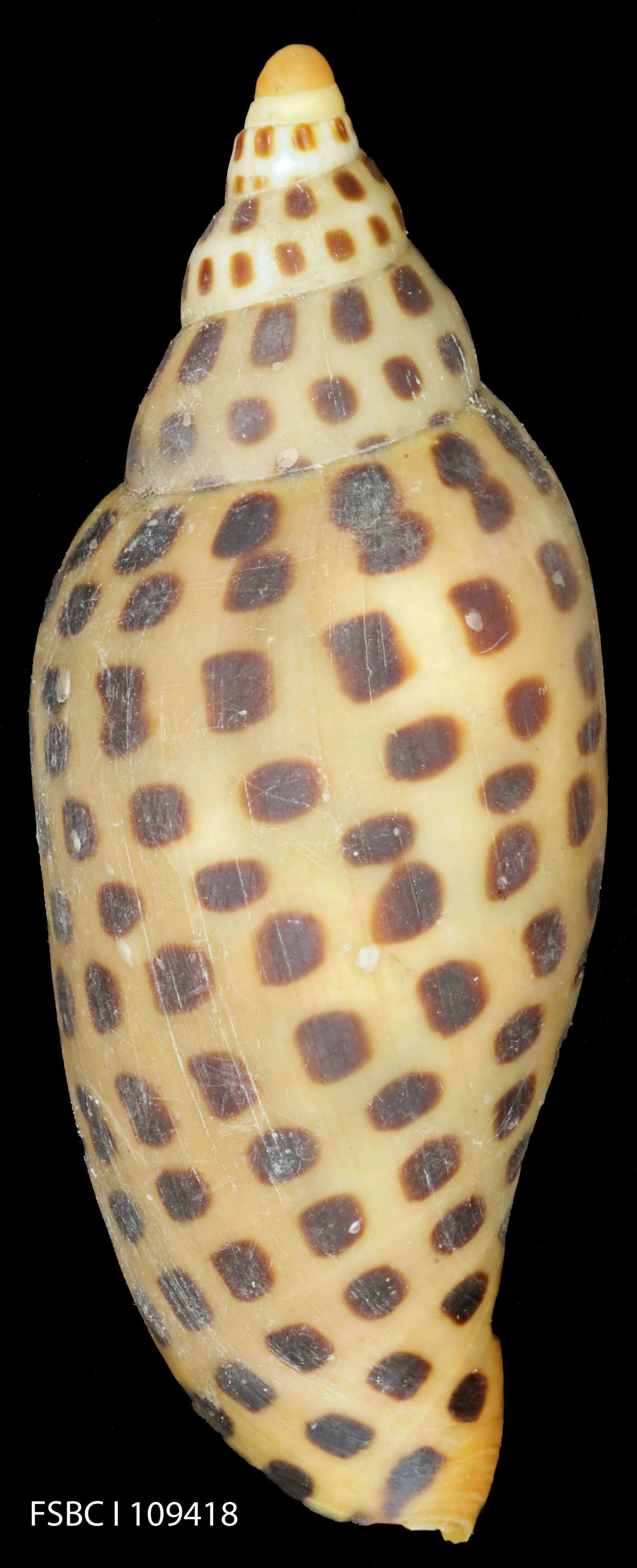 Image de Scaphella junonia (Lamarck 1804)