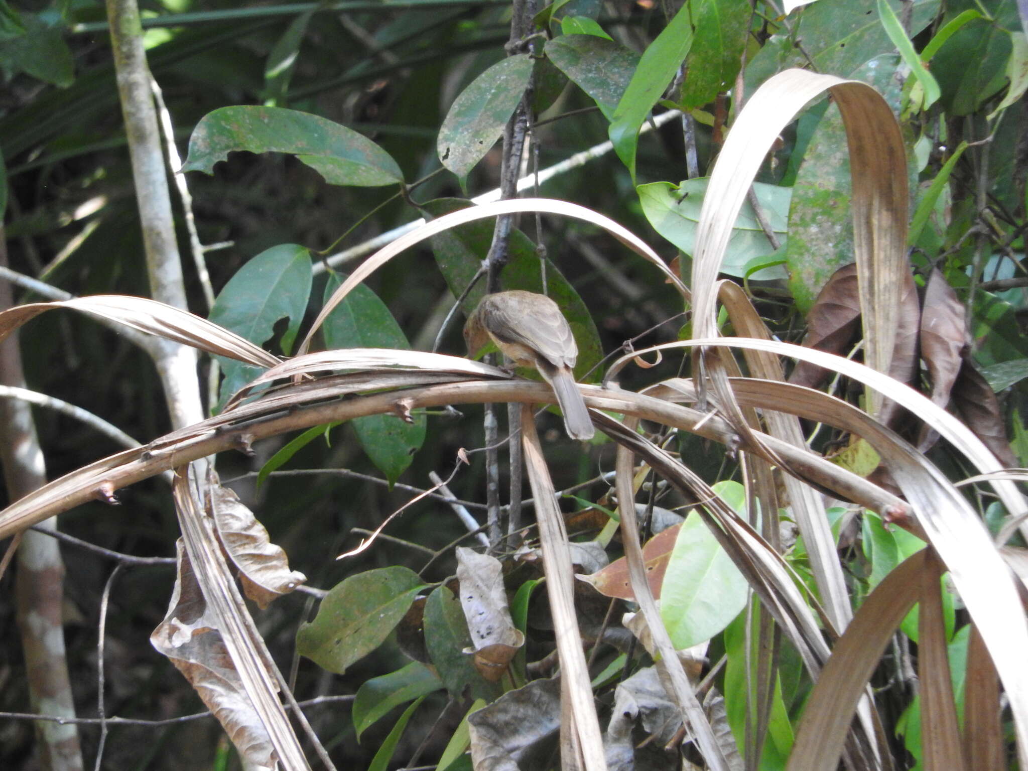 Image of Asian Red-eyed Bulbul