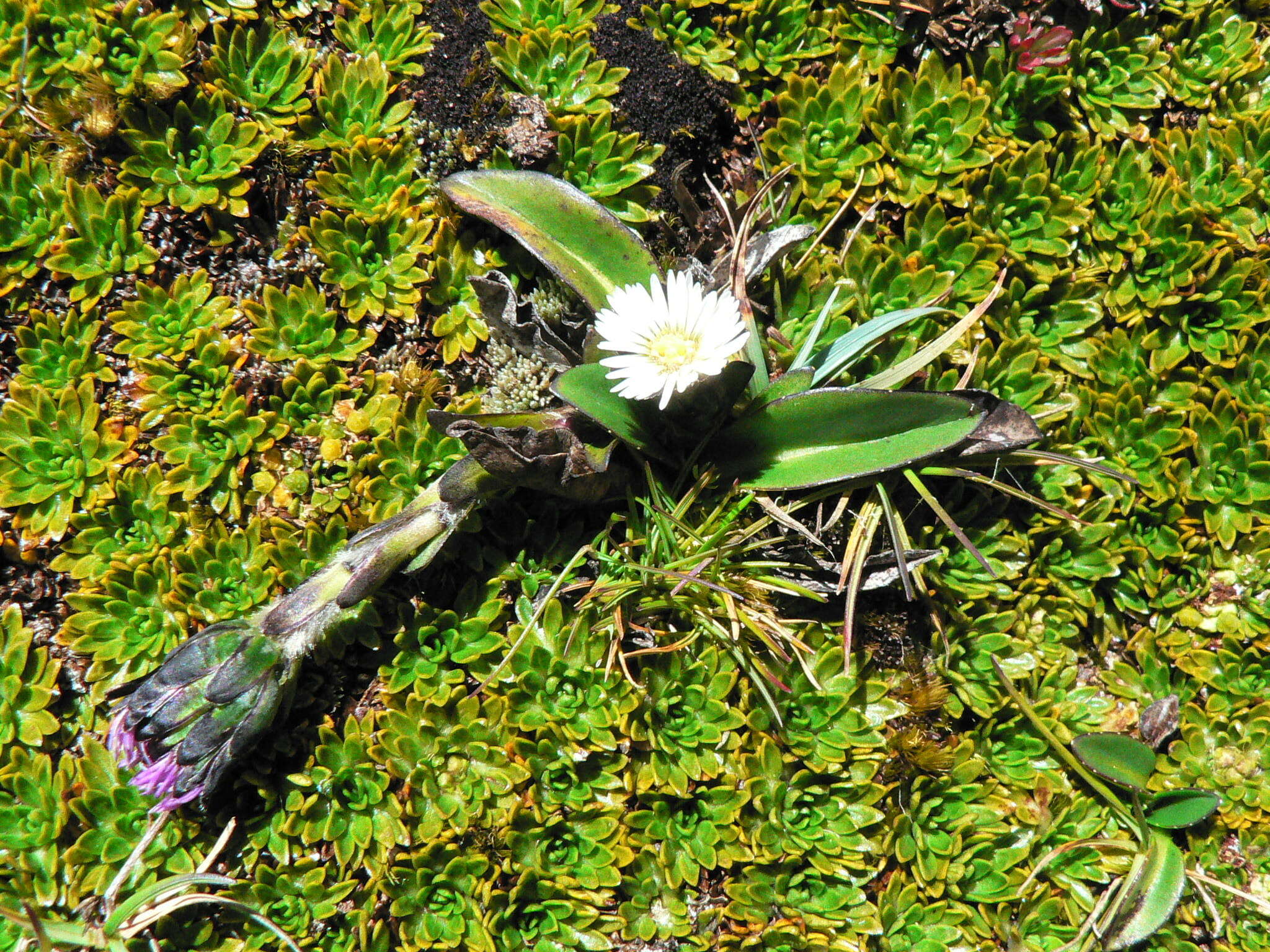 Image of Oritrophium limnophilum (Sch. Bip.) Cuatrec.