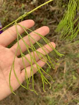 Image of Lycopodiastrum casuarinoides (Spring) Holub ex Dixit