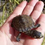 Image of Cotinga River Toadhead Turtle