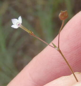 Sivun Oldenlandia herbacea (L.) Roxb. kuva