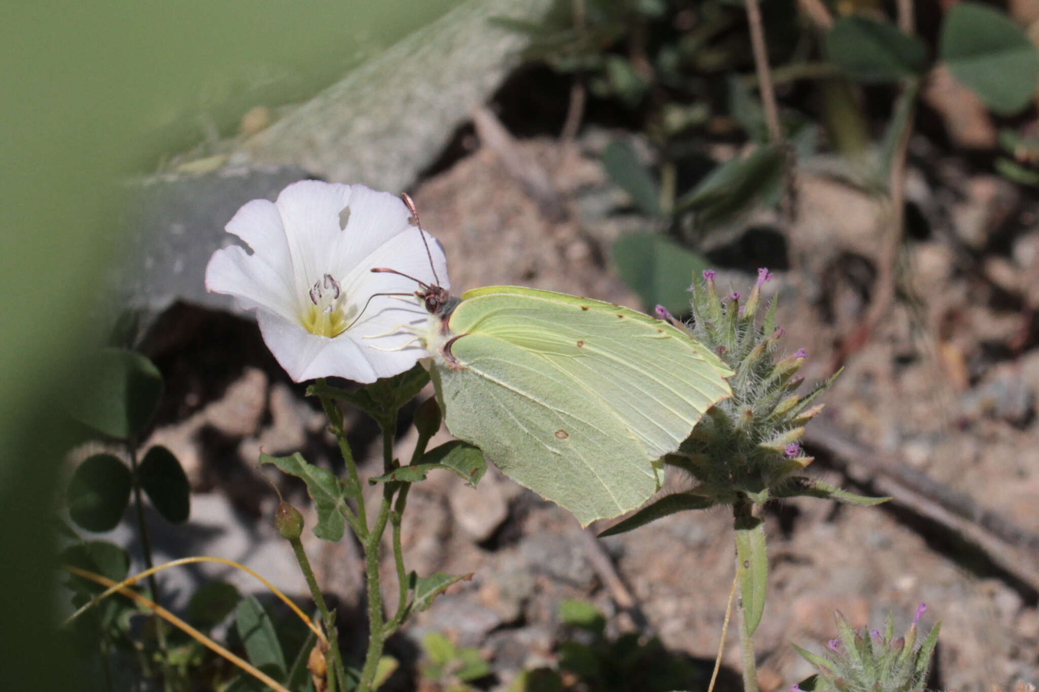 Image of brimstone