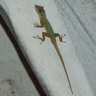 Image of Les Saines Anole