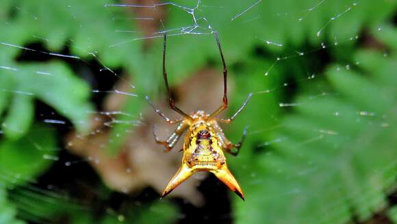 Image of Micrathena sanctispiritus Brignoli 1983