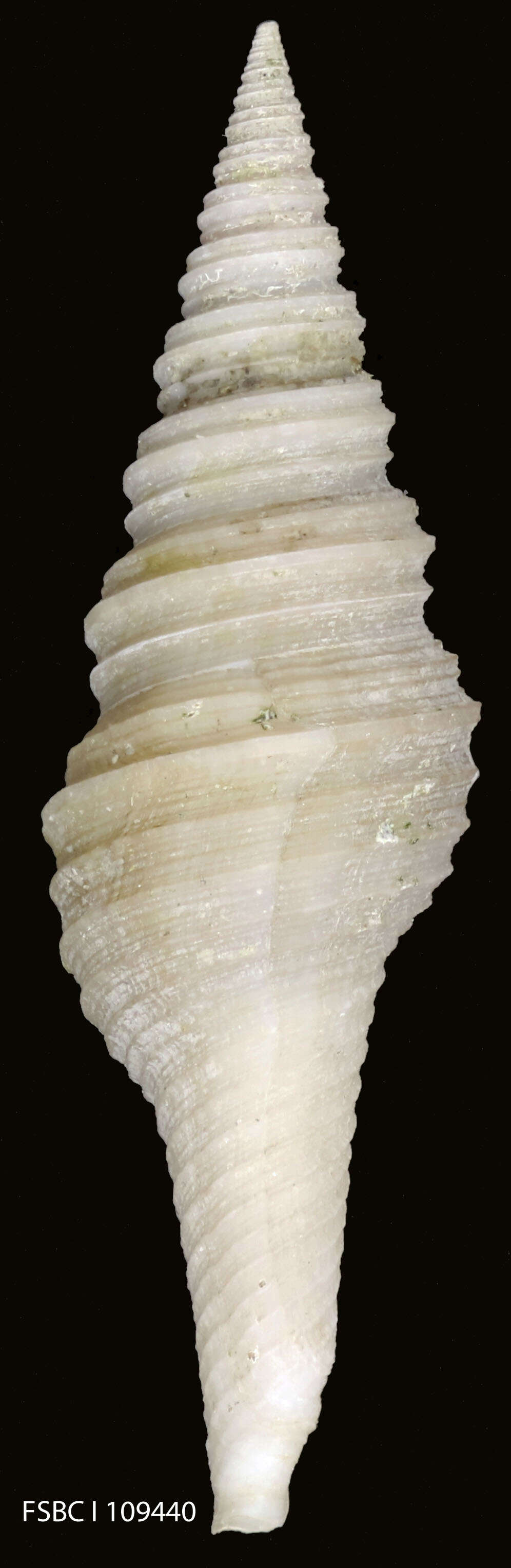 Image de Polystira albida (G. Perry 1811)