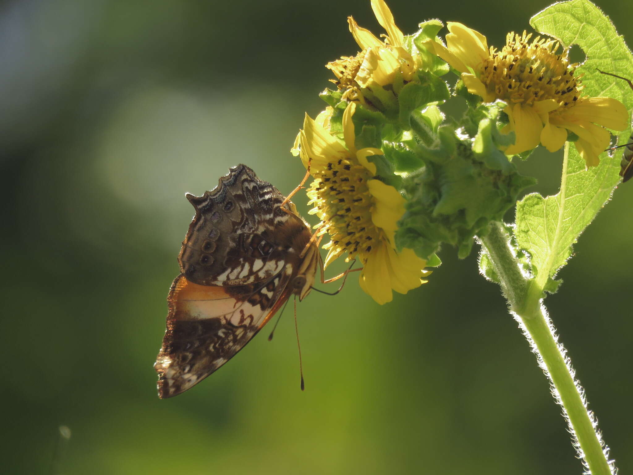 Image of Hypanartia godmanii Bates 1864