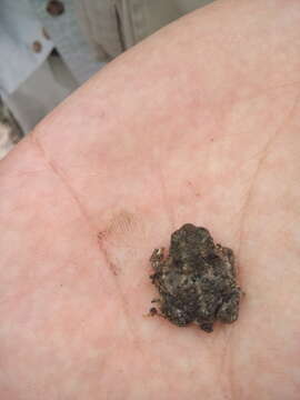 Image of Plateau toad