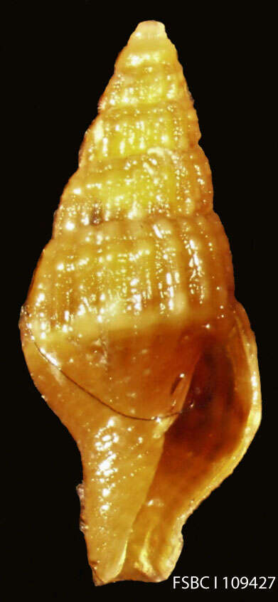 Image of Suturoglypta Radwin 1968