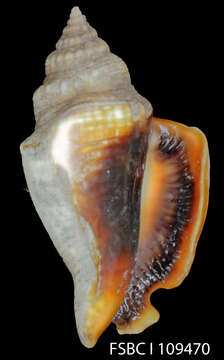 Image of Florida fighting conch