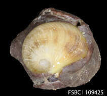 Image of Sinum maculatum (Say 1831)