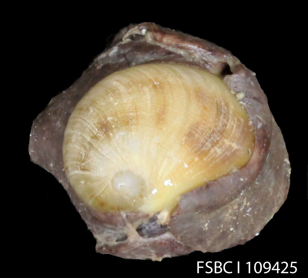 Image of Sinum maculatum (Say 1831)