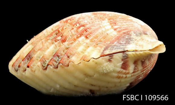 Image of Atlantic Calico scallop