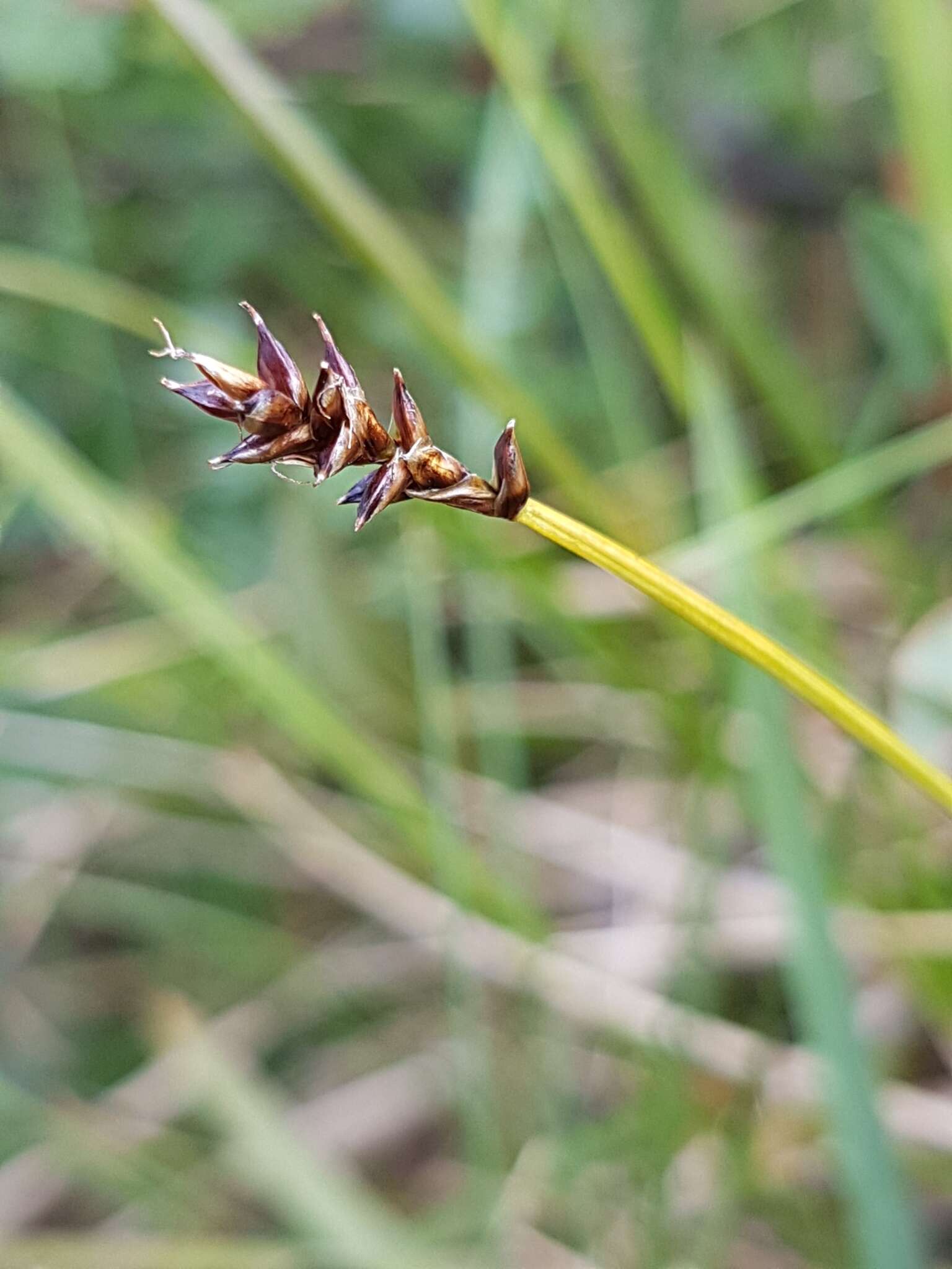 Image of parallel sedge