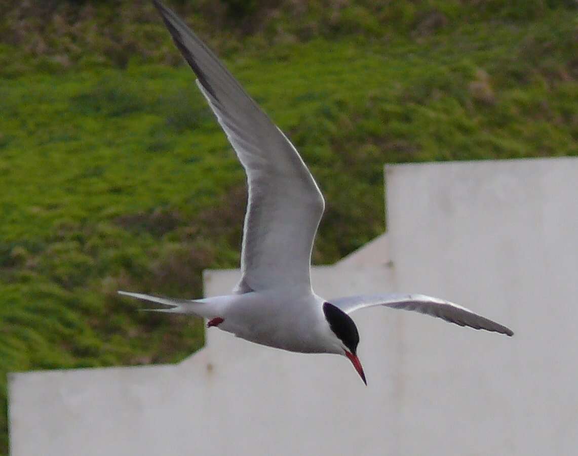 Image of Common Tern