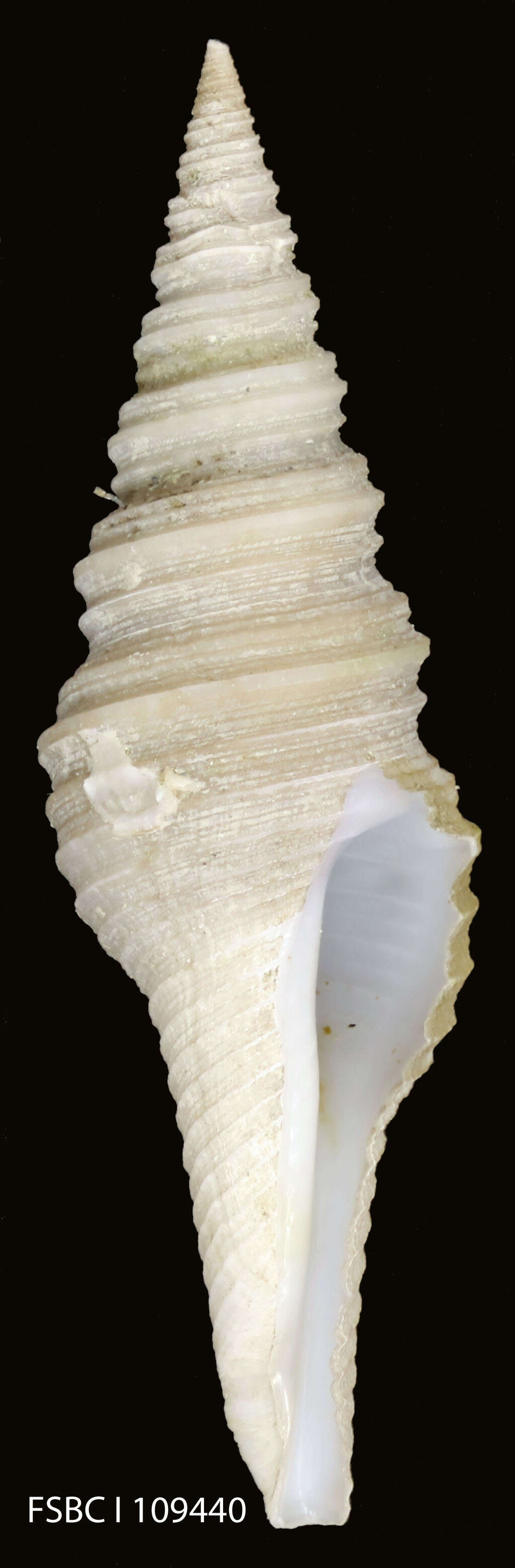 Image de Polystira albida (G. Perry 1811)