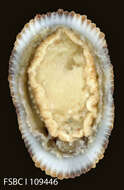 Image of Cayenne keyhole limpet