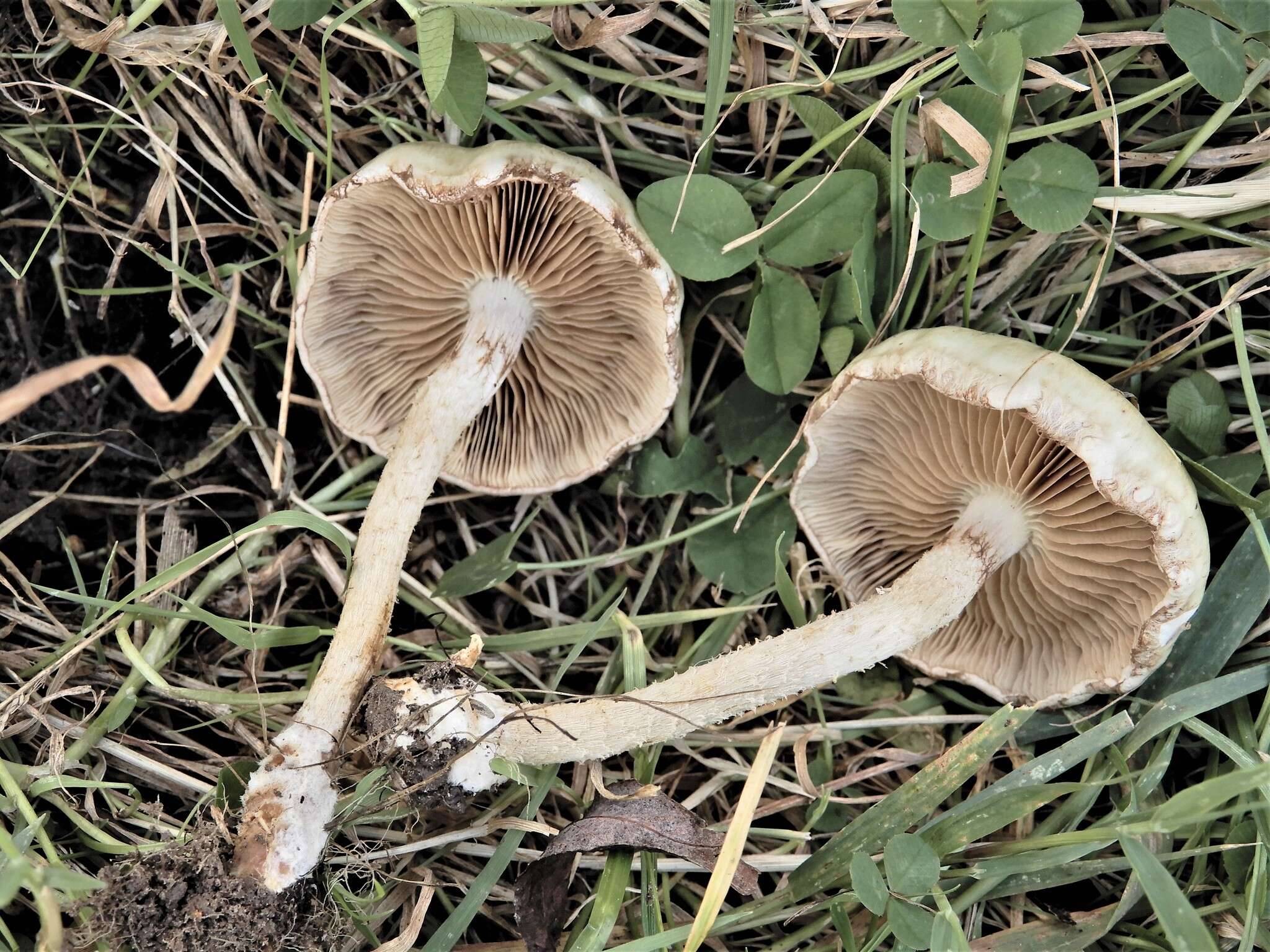 Image of Pholiota gummosa (Lasch) Singer 1951