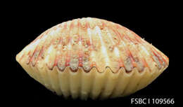 Image of Atlantic Calico scallop