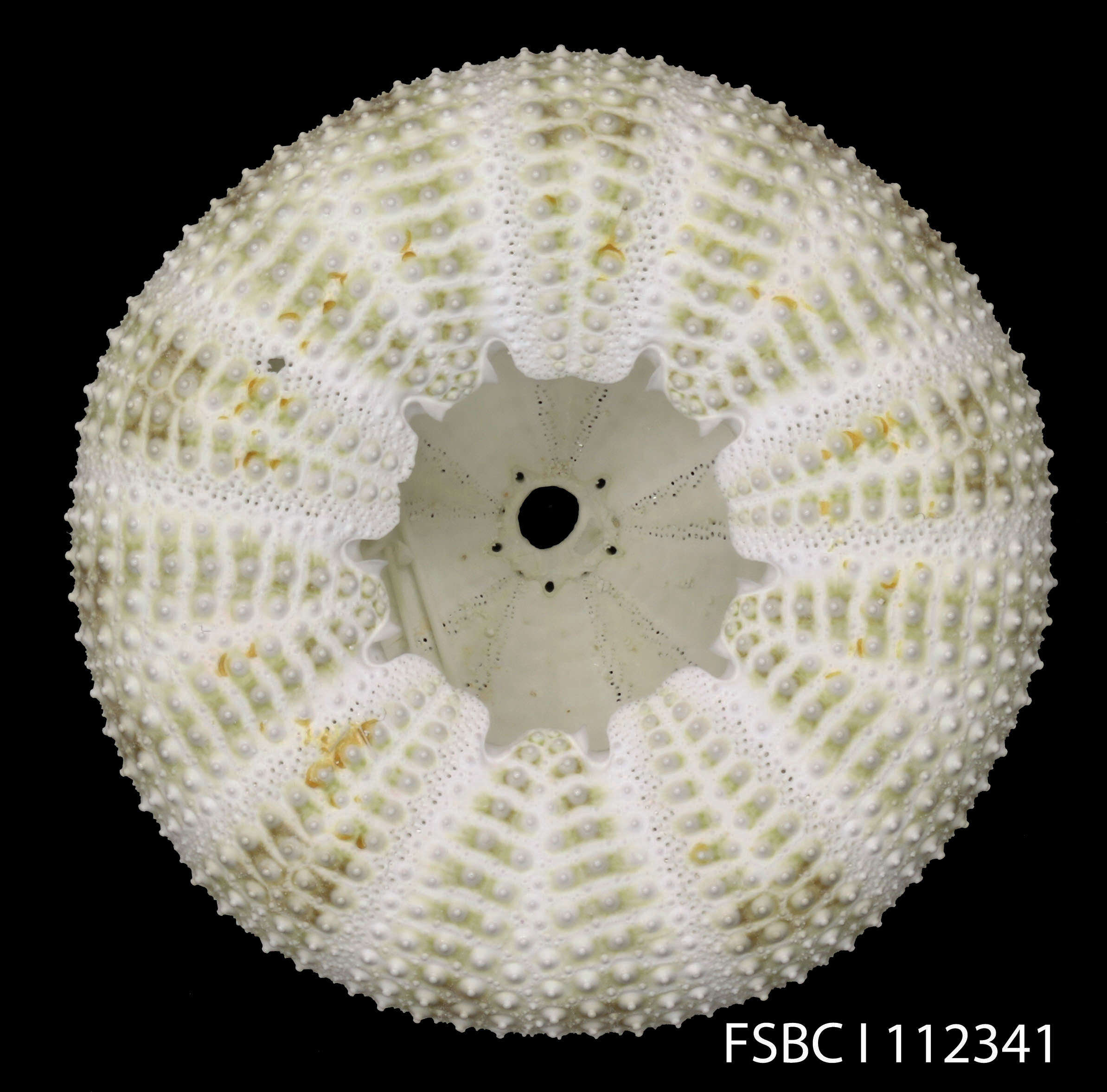 Image of Pseudoboletia maculata Troschel 1869