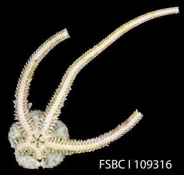 Image of Reticulated brittle star