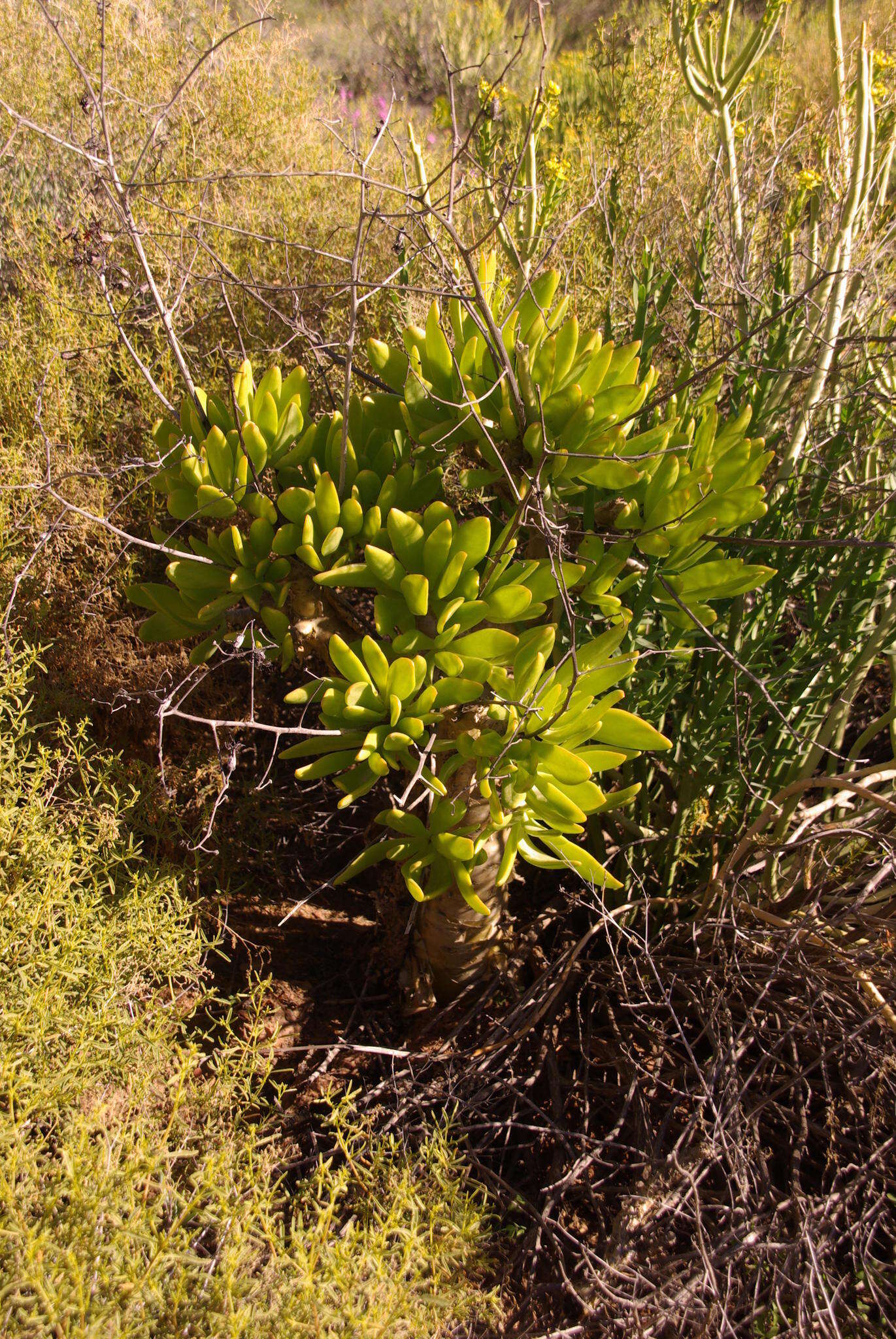 Image of Tylecodon paniculatus (L. fil.) H. Tölken