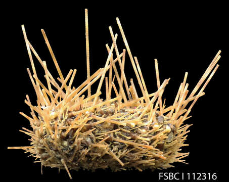 Image of long-spined urchin