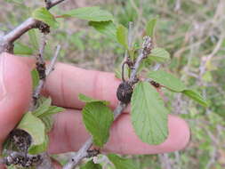 Colubrina texensis (Torr. & Gray) Gray resmi