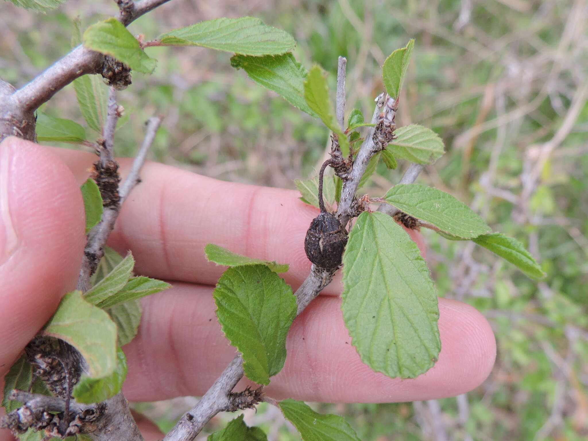 Image of Texan hogplum