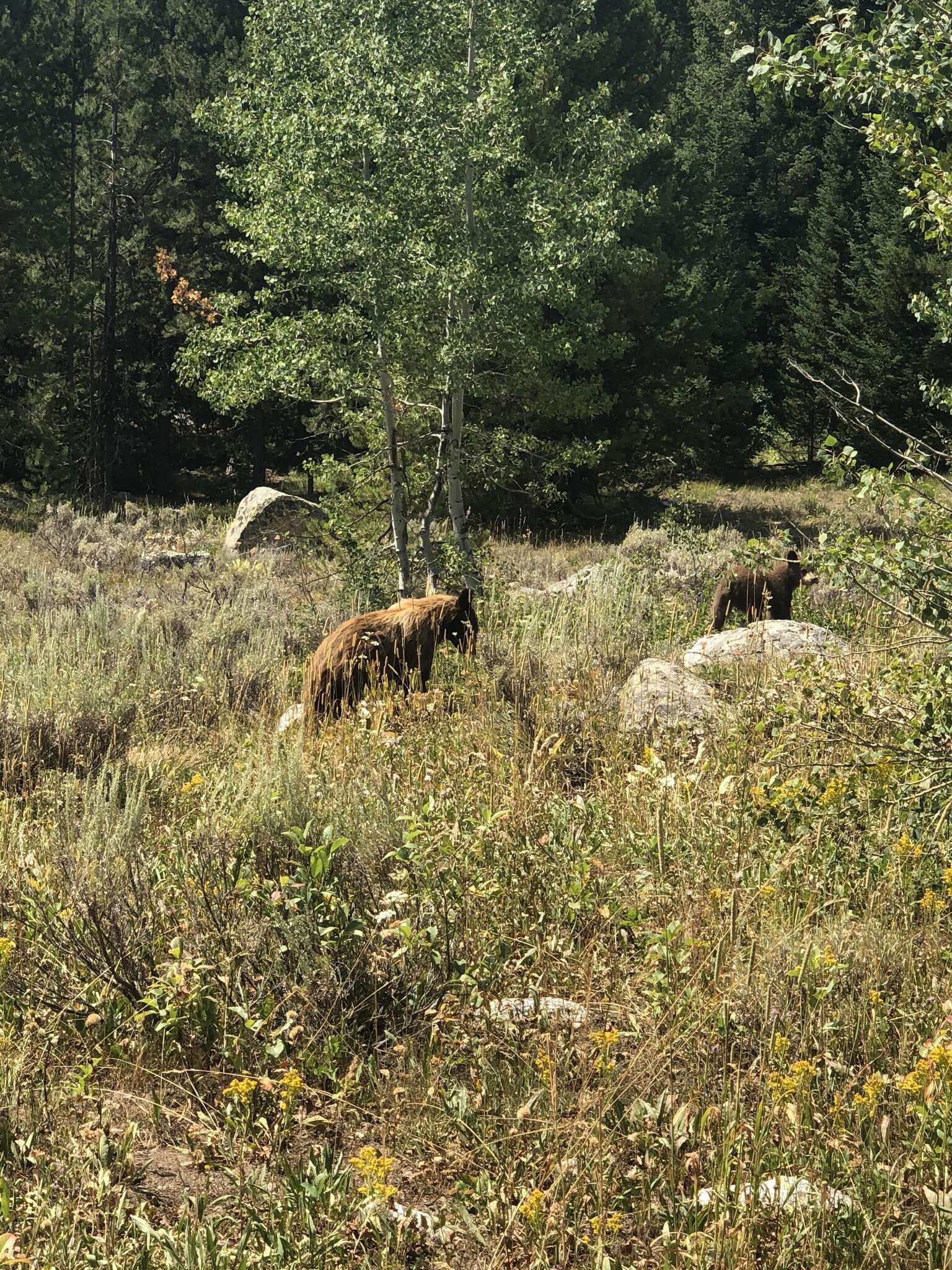 Image of Cinnamon bear