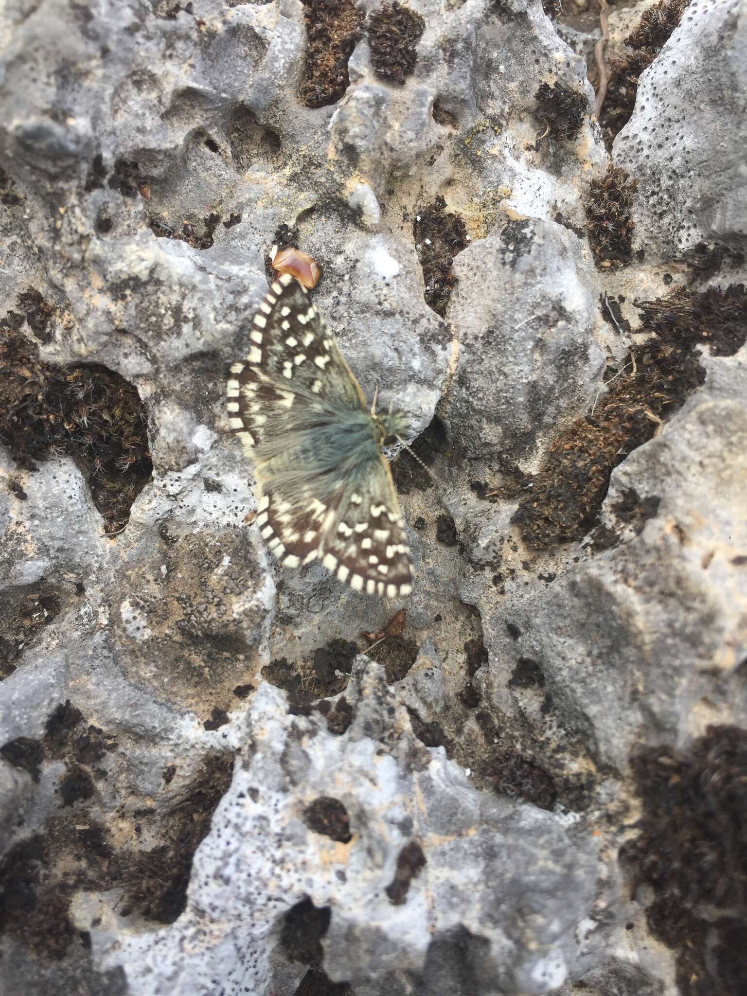 Image of Southern Grizzled Skipper