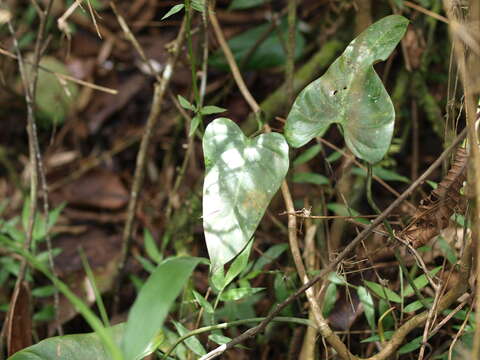 Image of Philodendron longirrhizum M. M. Mora & Croat