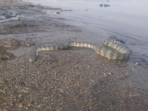 Image of Common or beaked seasnake