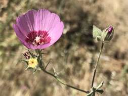 Image of Keck's checkerbloom