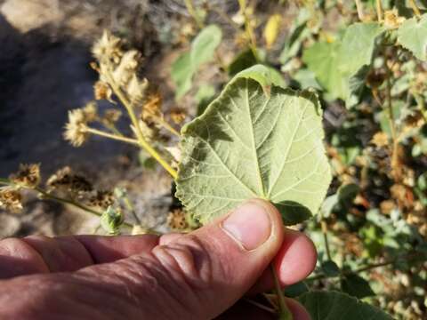 Image of Palmer's Indian mallow